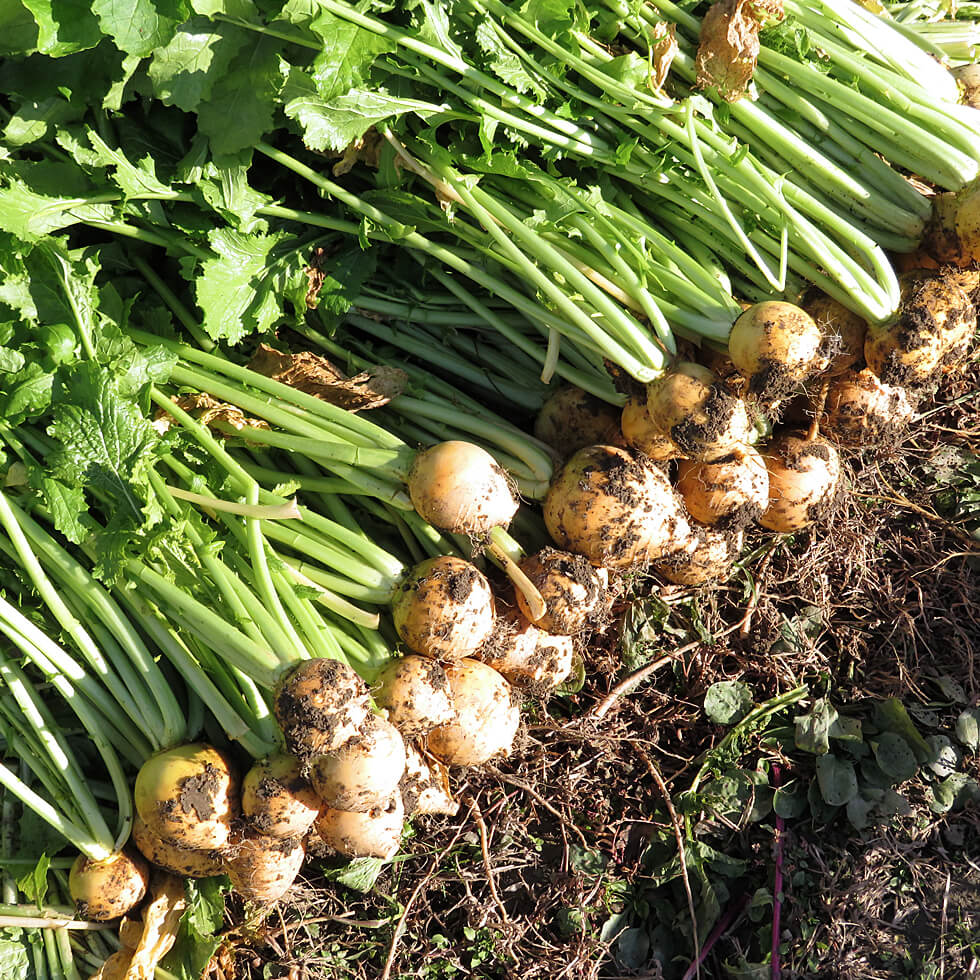 キラリオマガジン　サムネイル